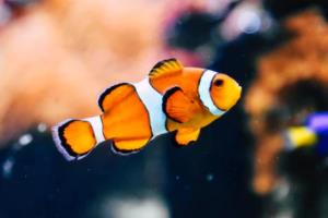 德甲联赛积分坠落，一支球队的陨落与德甲的隐忧德甲联赛积分墆